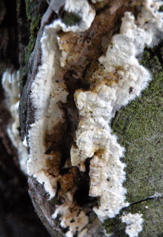 Microscopia sospetta Coniophora puteana (Coniophora puteana)